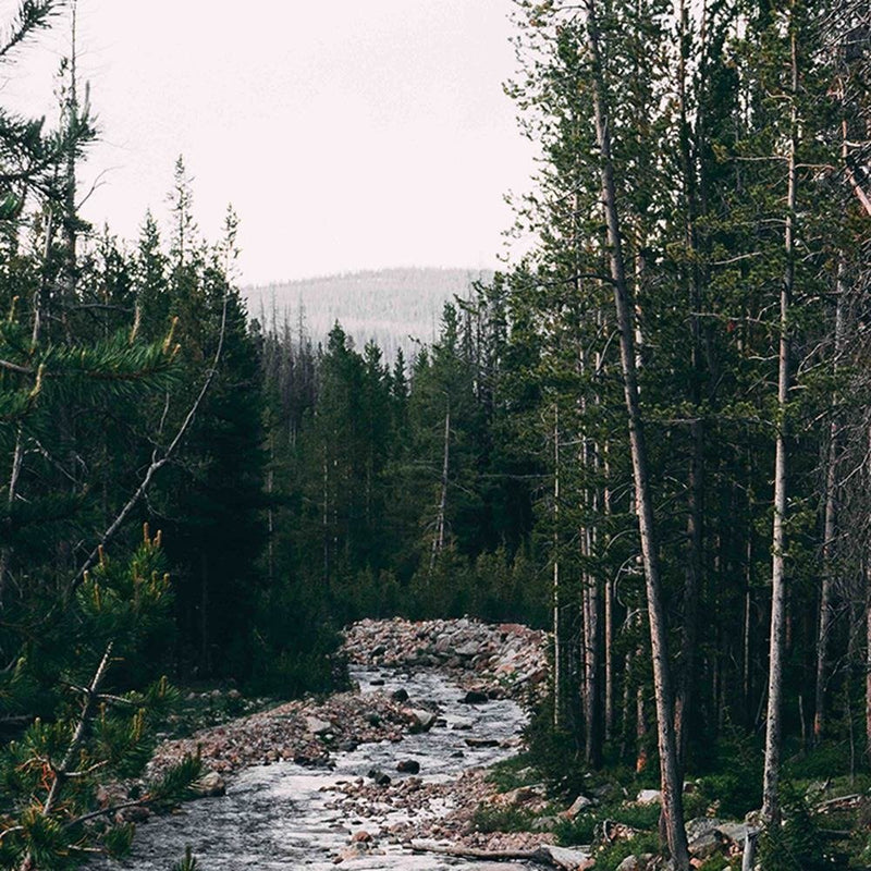 Glezna baltā rāmī - Tranquil Forest Stream 