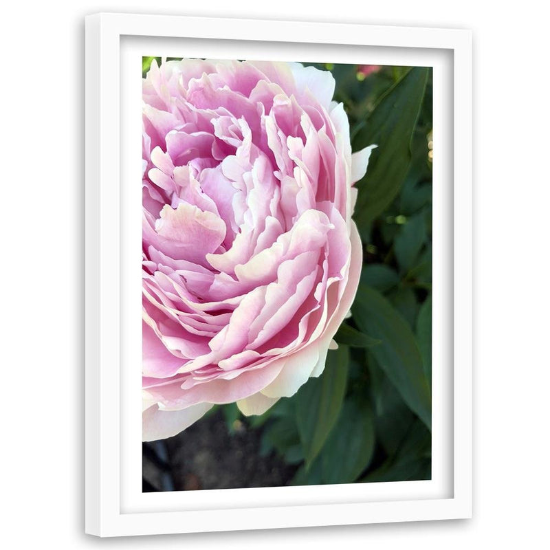 Glezna baltā rāmī - Pretty Pink Peony 