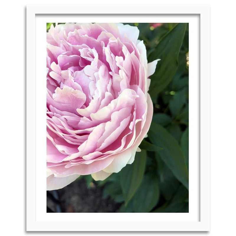 Glezna baltā rāmī - Pretty Pink Peony 