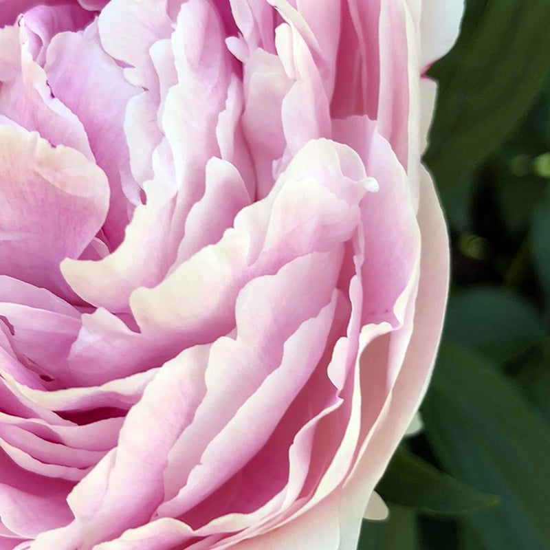 Glezna baltā rāmī - Pretty Pink Peony 