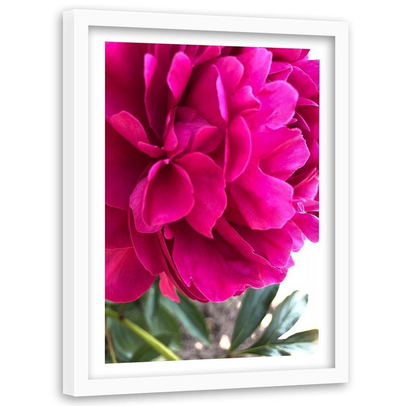 Glezna baltā rāmī - Pink Peony 