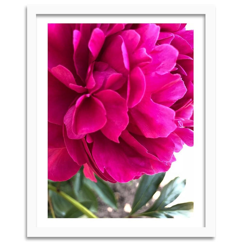 Glezna baltā rāmī - Pink Peony 