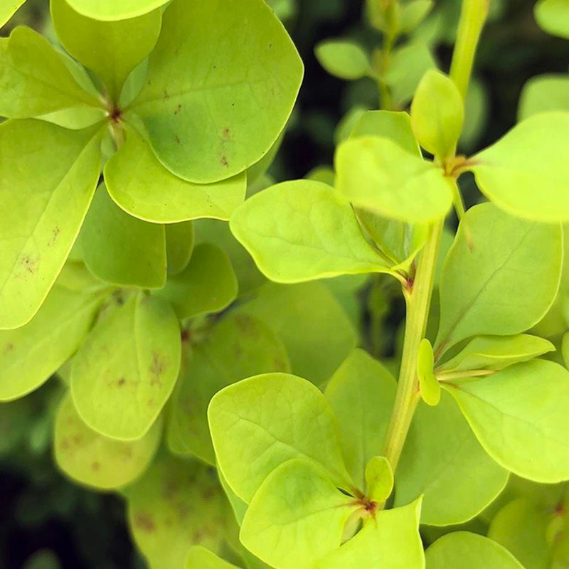 Glezna baltā rāmī - Green Plant 