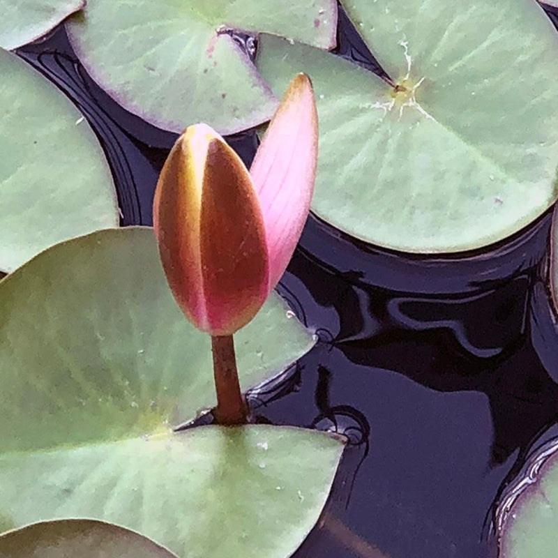 Glezna baltā rāmī - Leaves Of Water Lilies 