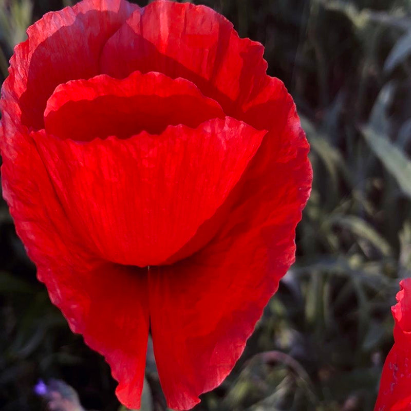 Glezna baltā rāmī - Poppy Petals 