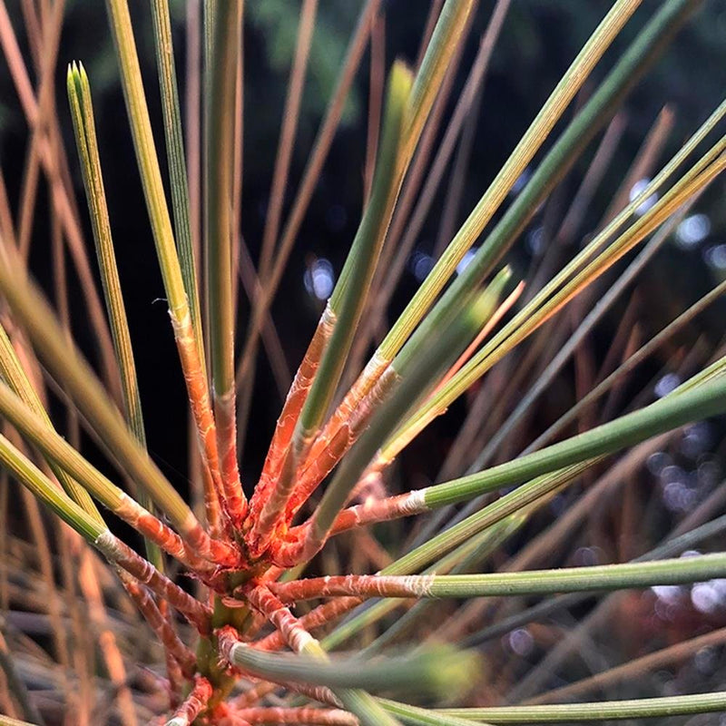 Glezna baltā rāmī - Pine Needles 