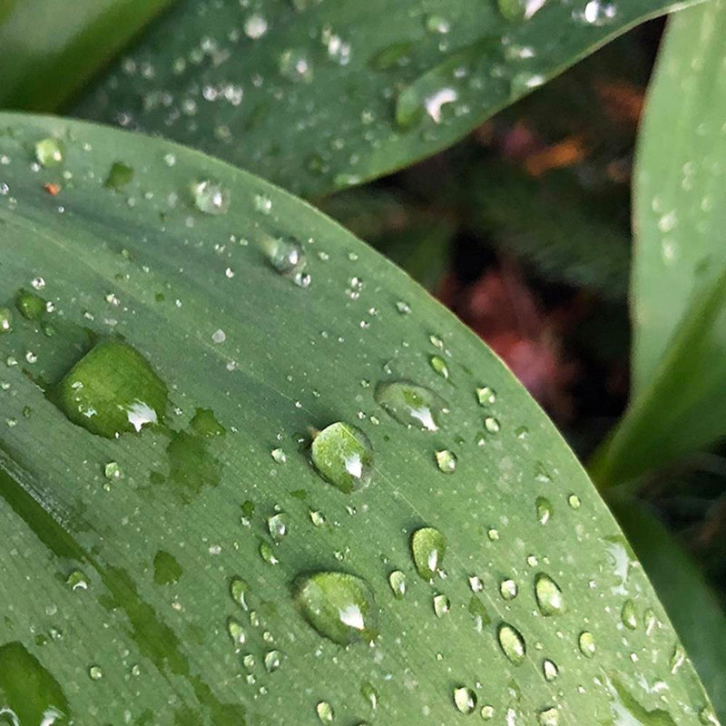 Glezna baltā rāmī - Dew On The Green Leaf 