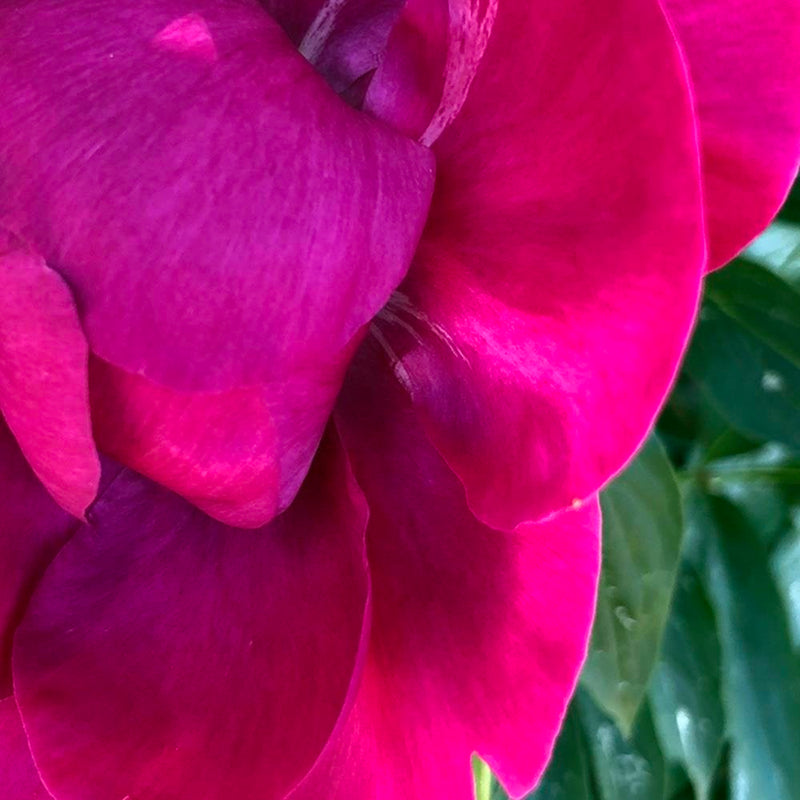 Glezna baltā rāmī - A Large Pink Flower 