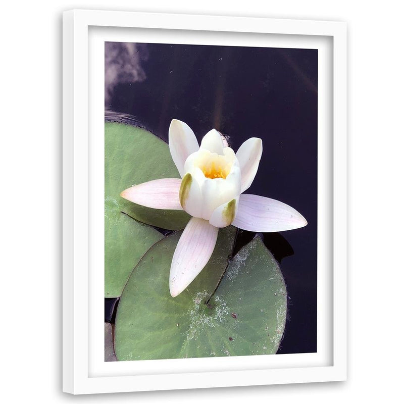 Glezna baltā rāmī - Water Lily Flower 