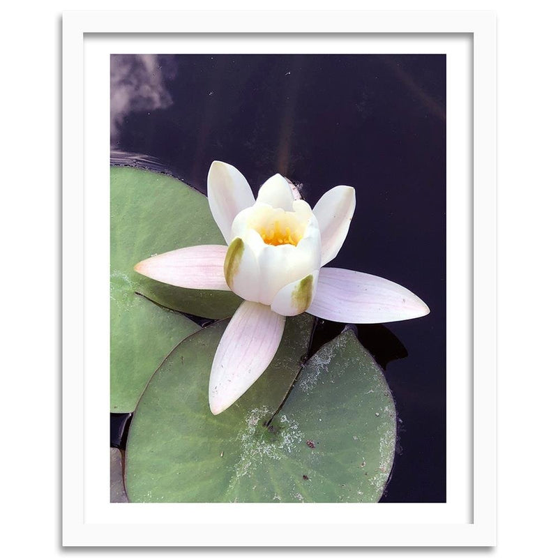 Glezna baltā rāmī - Water Lily Flower 