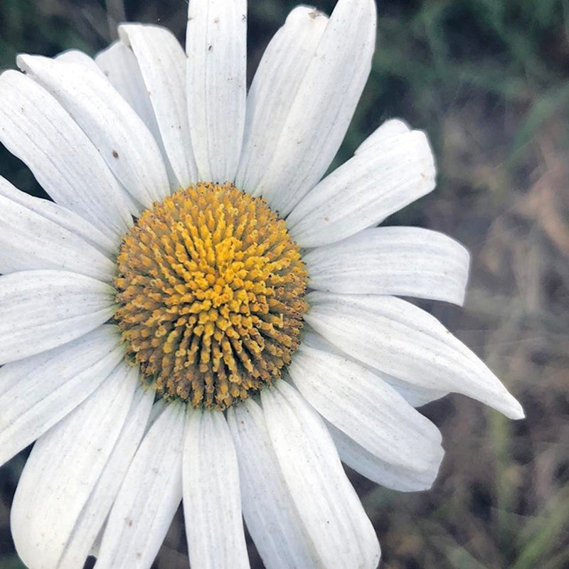 Glezna baltā rāmī - Chamomile 