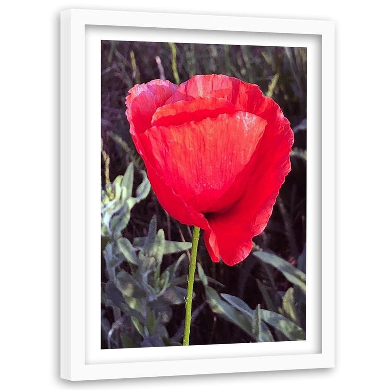 Glezna baltā rāmī - Red Poppy 