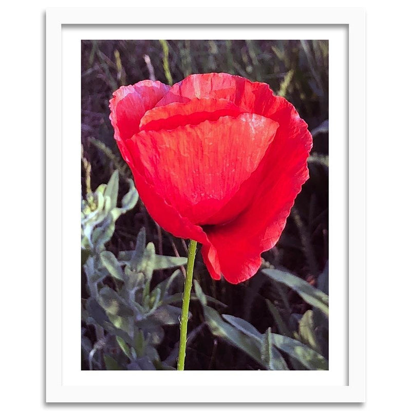 Glezna baltā rāmī - Red Poppy 