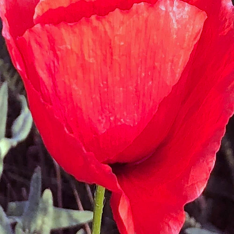 Glezna baltā rāmī - Red Poppy 