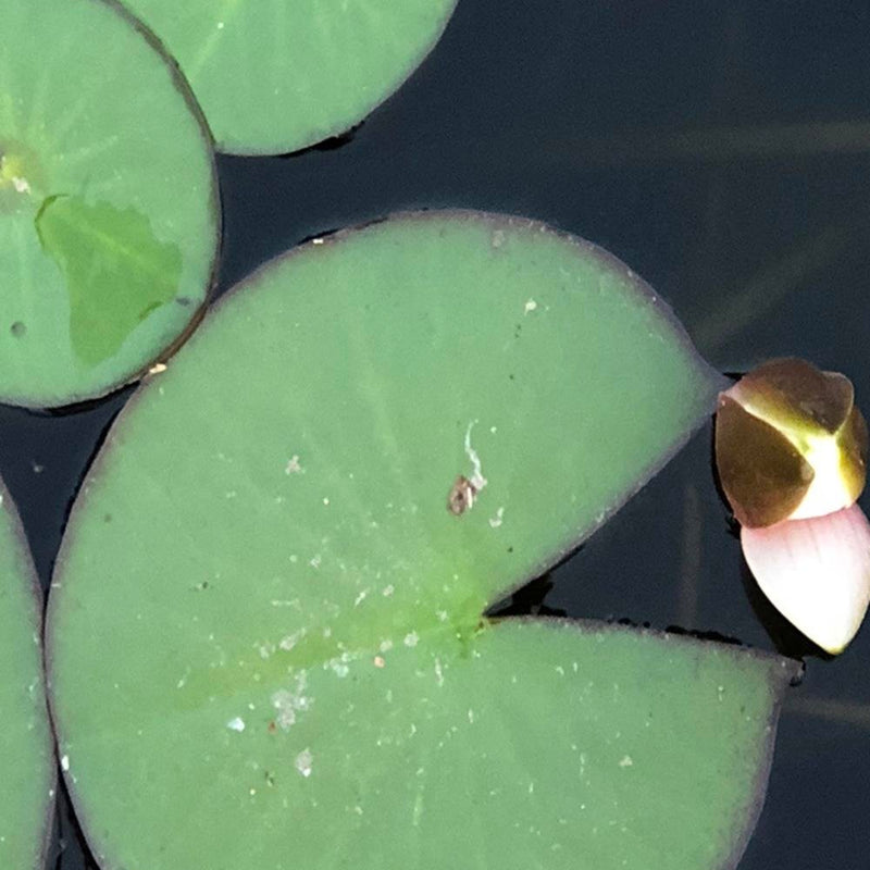 Glezna baltā rāmī - Water Lily Leaves 