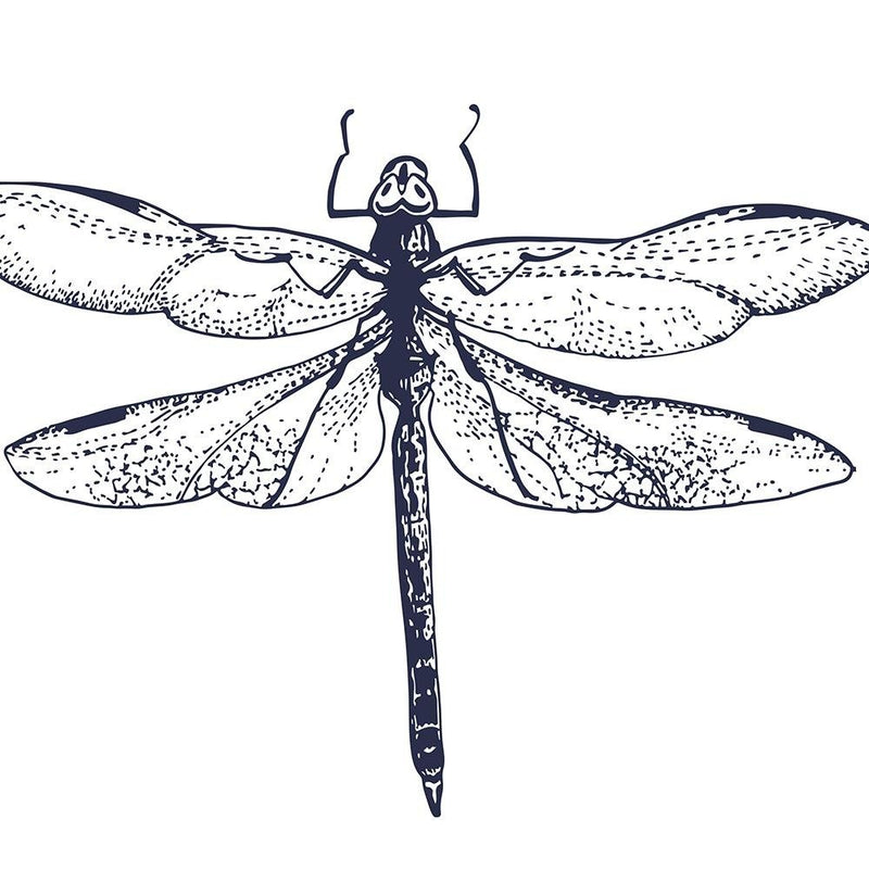 Glezna baltā rāmī - Drawn Dragonfly 