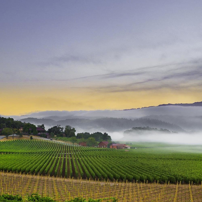 Glezna baltā rāmī - Napa Valley 