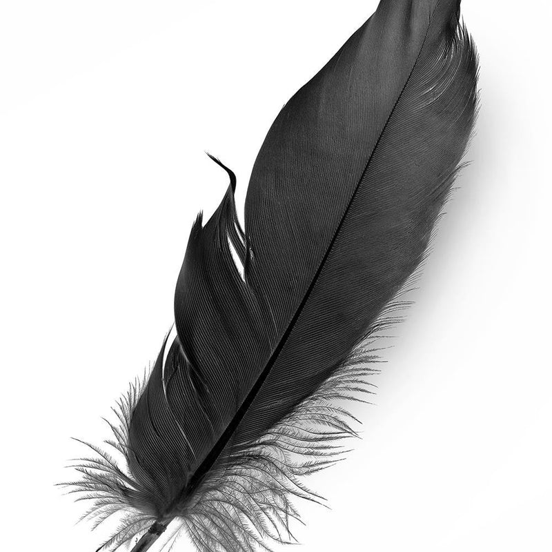 Glezna baltā rāmī - Black Feather 