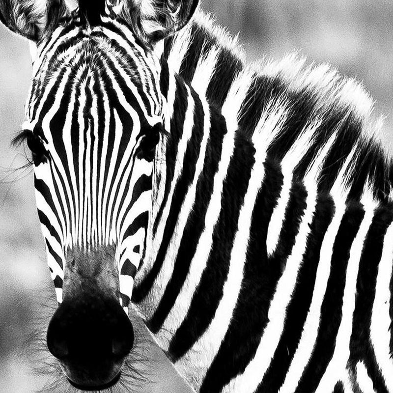 Glezna baltā rāmī - Curious Zebra 