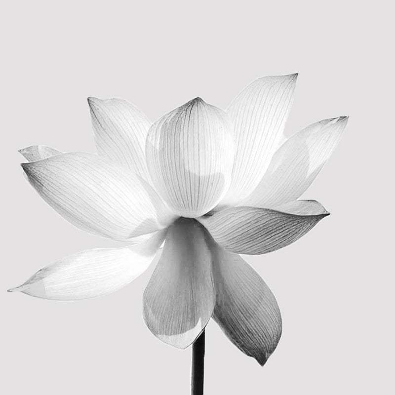 Glezna baltā rāmī - White Lotus Flower 