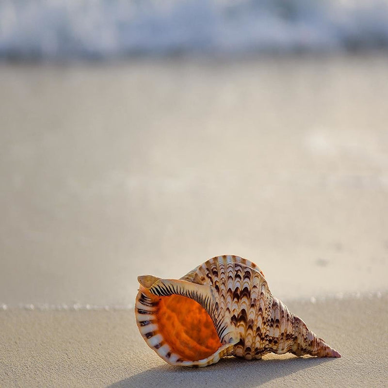 Glezna baltā rāmī - Shell On The Beach 