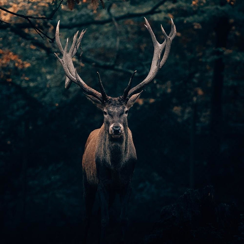 Glezna baltā rāmī - Deer In The Bushes 