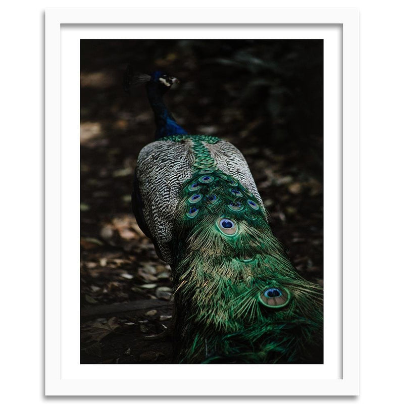 Glezna baltā rāmī - Peacock's Tail 