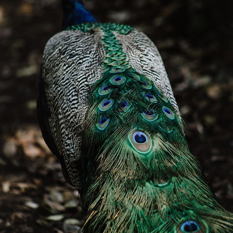 Glezna baltā rāmī - Peacock's Tail 