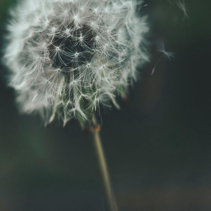 Glezna baltā rāmī - Dandelion 