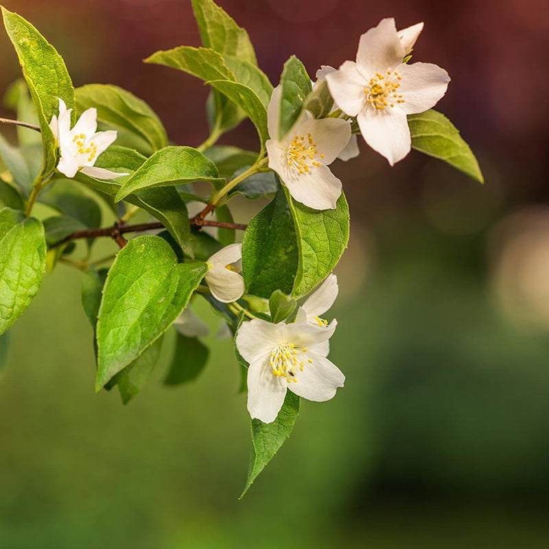 Glezna baltā rāmī - Jasmine Flowers 