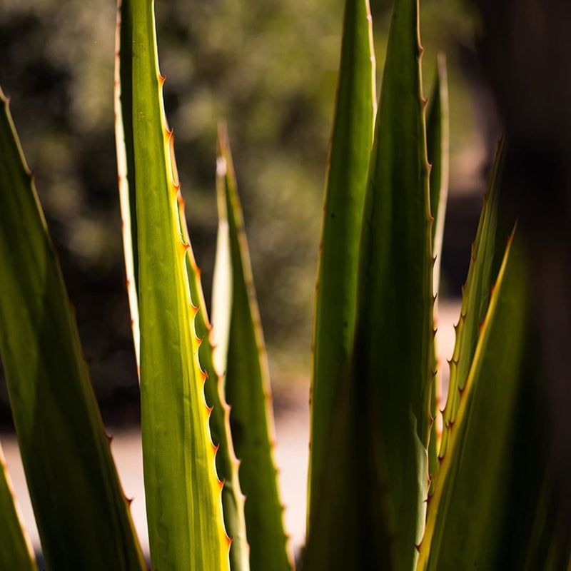 Glezna baltā rāmī - Prickly Leaves 