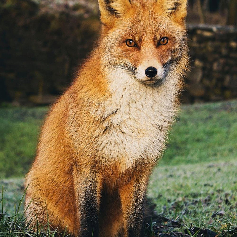 Glezna baltā rāmī - Fox In The Woods 