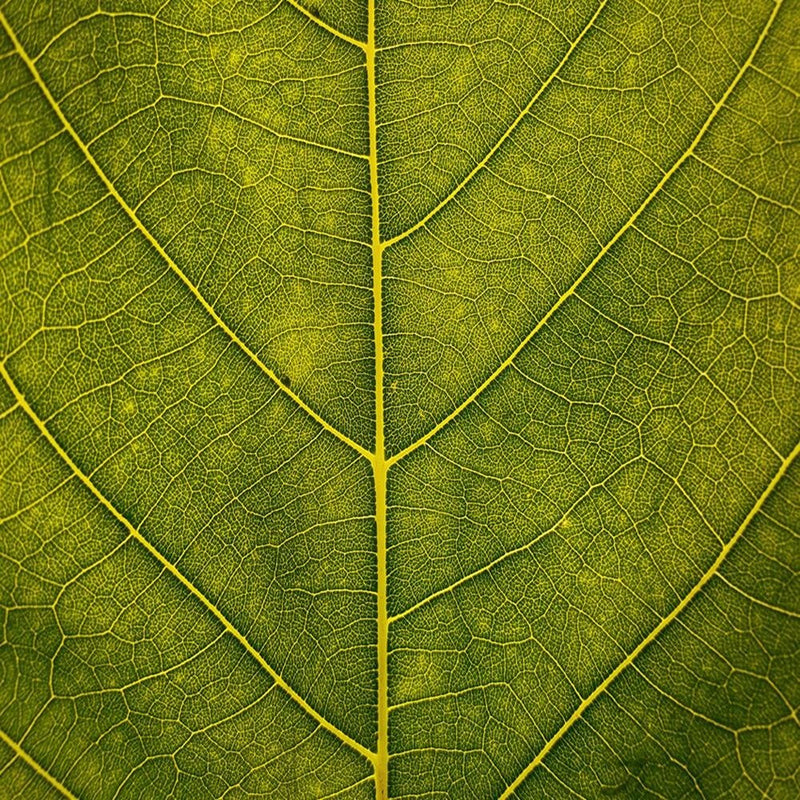 Glezna baltā rāmī - Leaf Close Up 