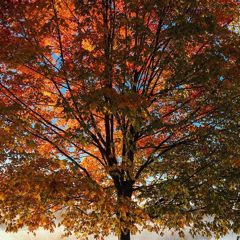 Glezna baltā rāmī - Autumn Tree 