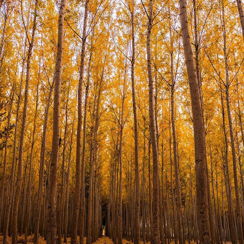 Glezna baltā rāmī - And Birch Leaves 