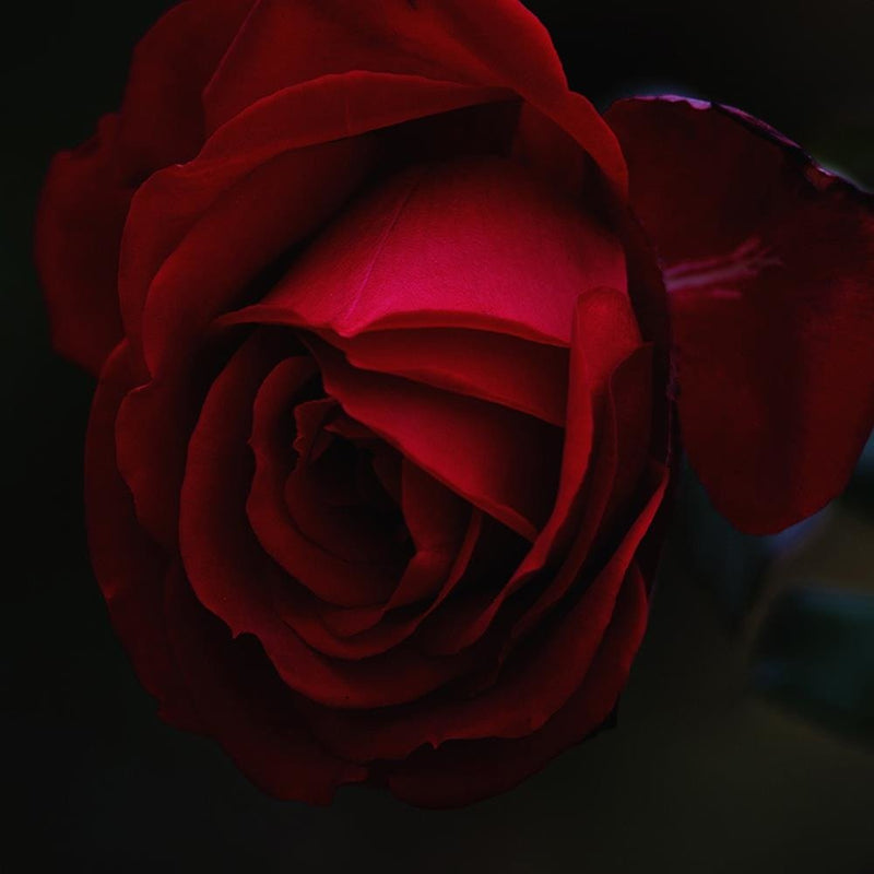 Glezna baltā rāmī - Rose On A Black Background 