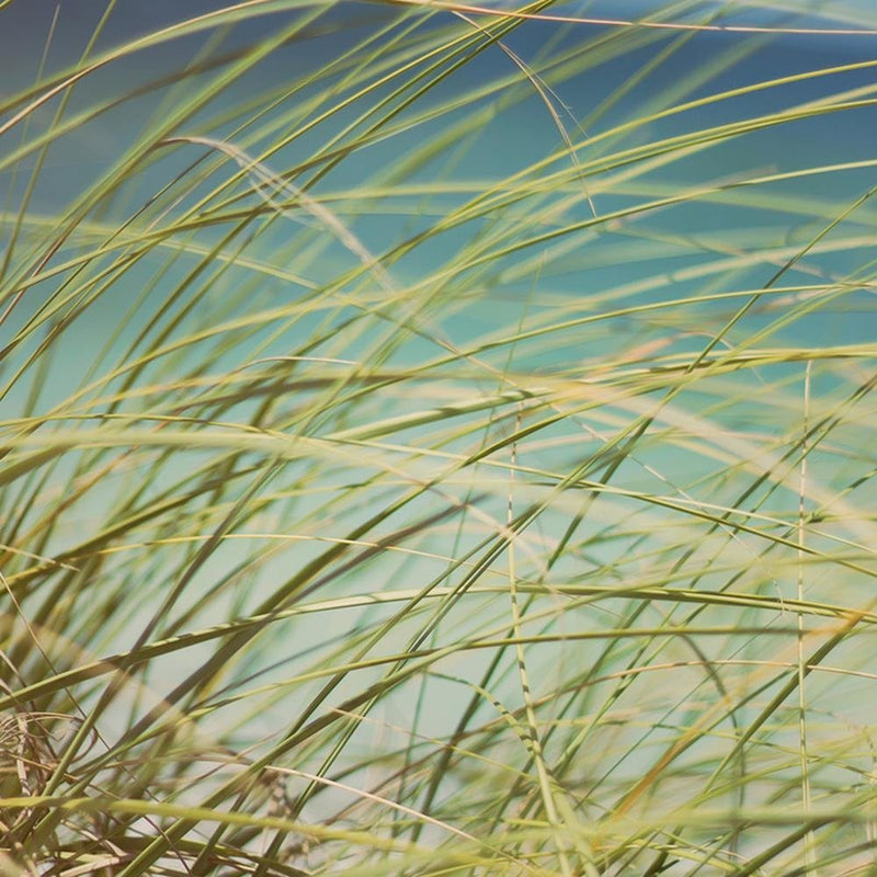 Glezna baltā rāmī - Grass On The Dunes 