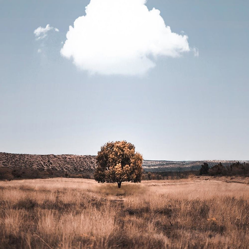 Glezna baltā rāmī - Isolated Tree And Clouds 