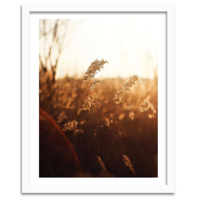 Glezna baltā rāmī - Corn In The Sun 