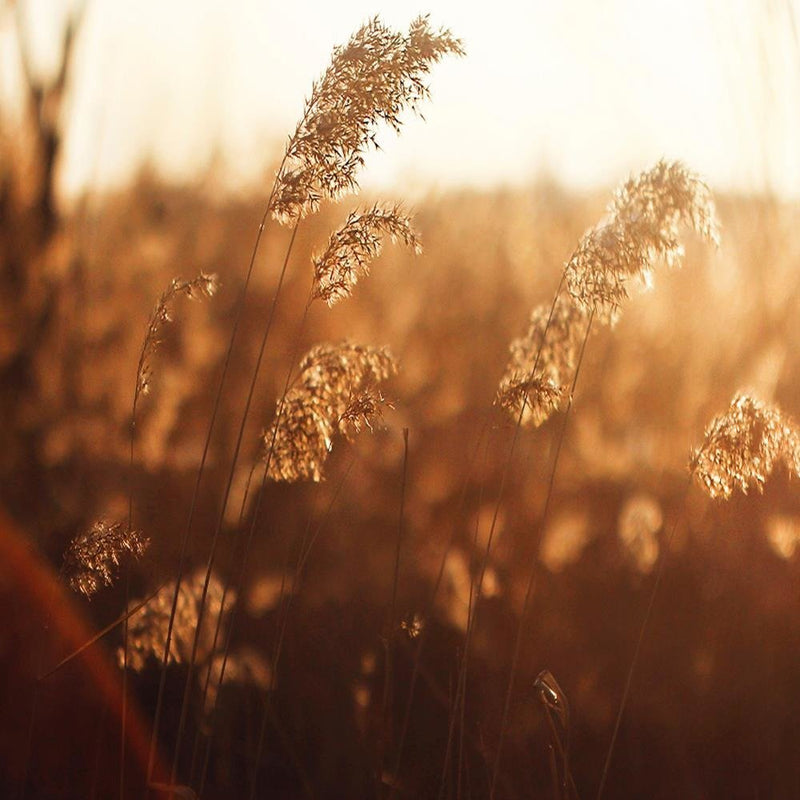 Glezna baltā rāmī - Corn In The Sun 