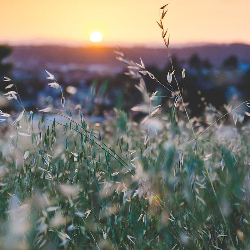 Glezna baltā rāmī - Grain And Sunset 