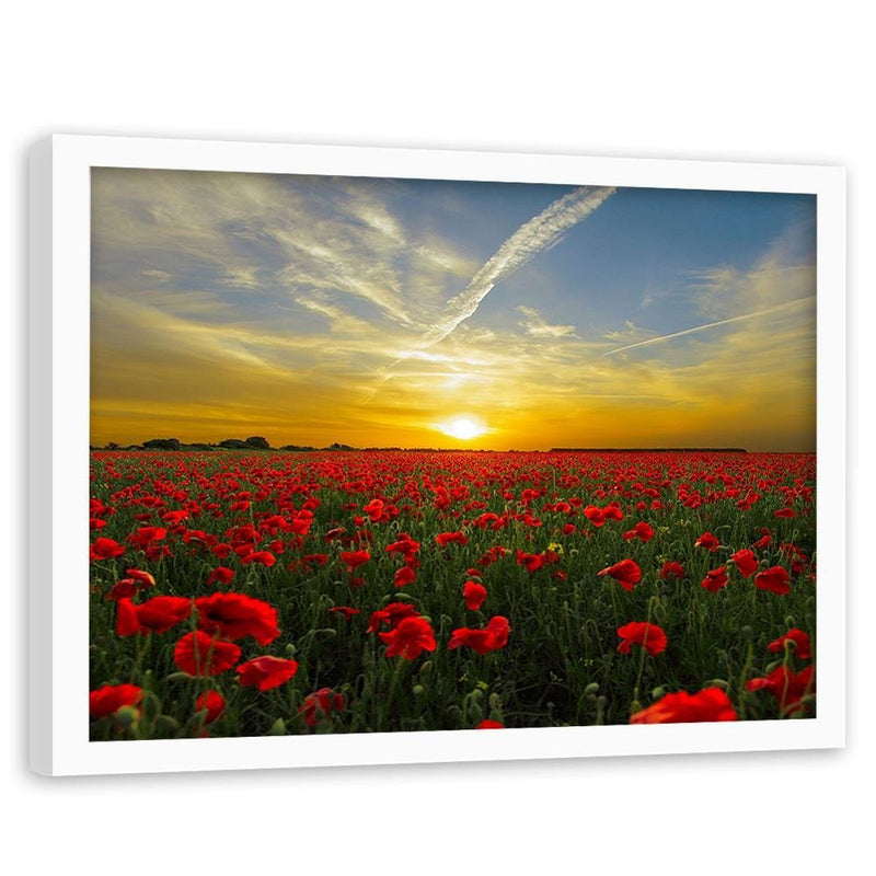 Glezna baltā rāmī - Red Poppy Flowers 