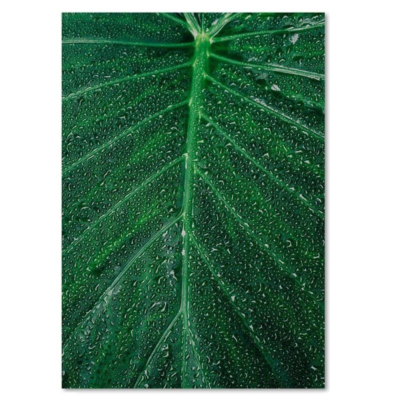 Dekoratīvais panelis - Water Droplets On A Leaf 2 