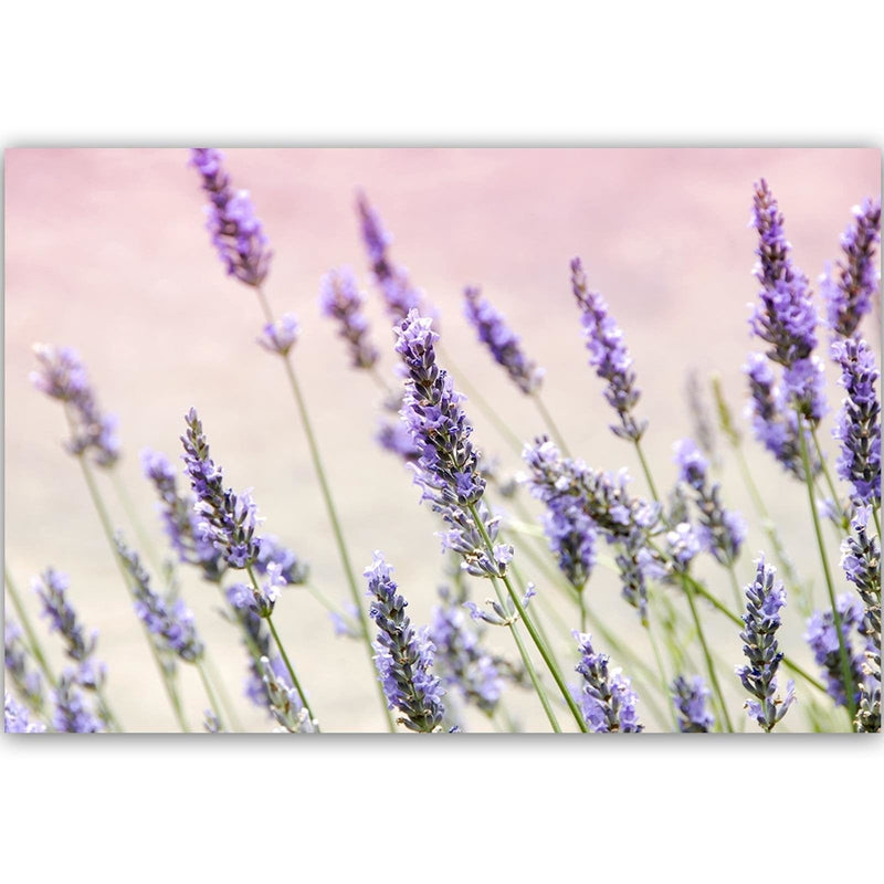 Dekoratīvais panelis - Lavender Flowers  Home Trends Deco