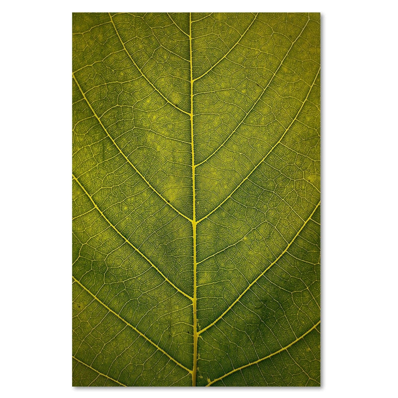 Dekoratīvais panelis - Leaf Close Up  Home Trends Deco