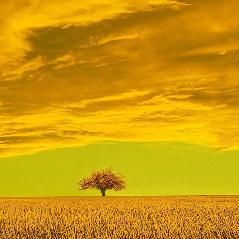 Dekoratīvais panelis - Lone Tree In Field  Home Trends Deco