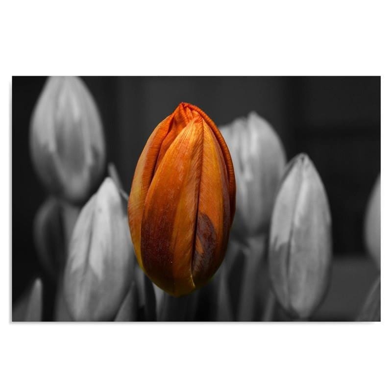 Dekoratīvais panelis - Orange Tulip  Home Trends Deco