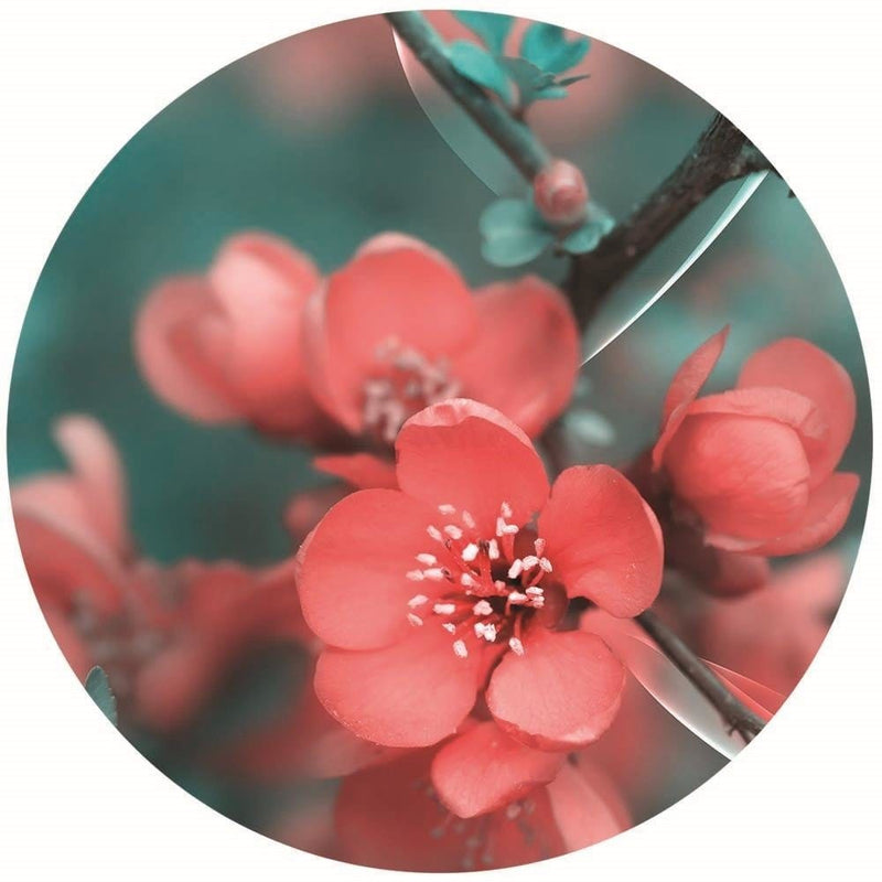 Dekoratīvais panelis - Pink cherry blossoms   Home Trends Deco