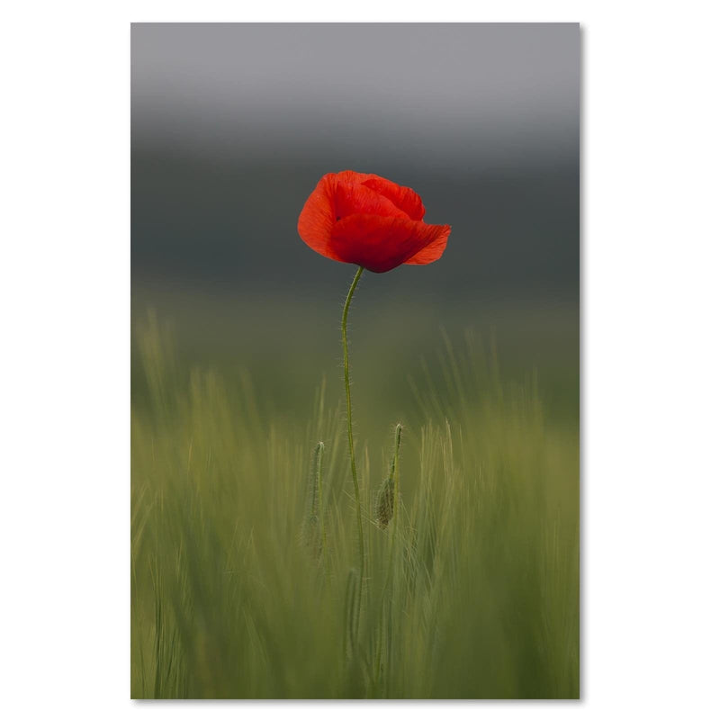 Dekoratīvais panelis - Poppy In Half  Home Trends Deco