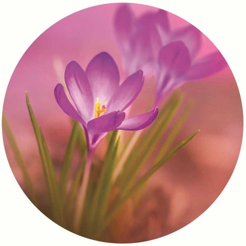 Dekoratīvais panelis - Purple crocuses  Home Trends Deco